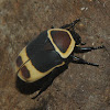 Taxicab beetle