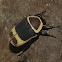 Taxicab beetle