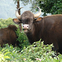 Indian Bison or Gaur
