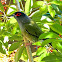Australasian Figbird (male)