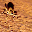 Black Oak Acorn Weevil