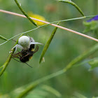 Misumena vatia