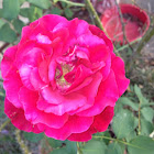 Rose bush