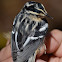 Black-and-white Warbler