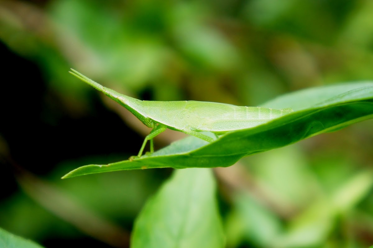 Slant-faced Grasshopper