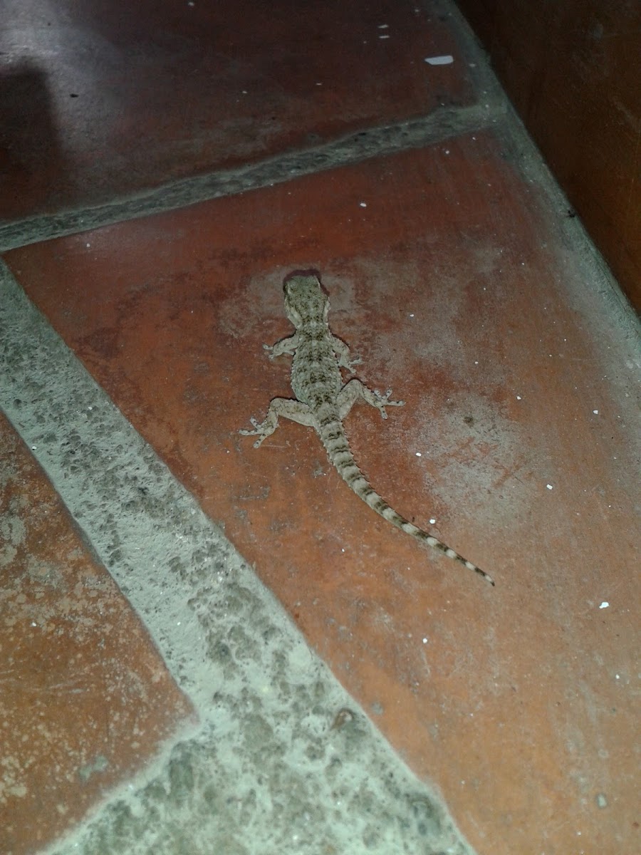 Common gecko