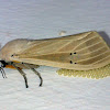 Arctiid Moth (♀)