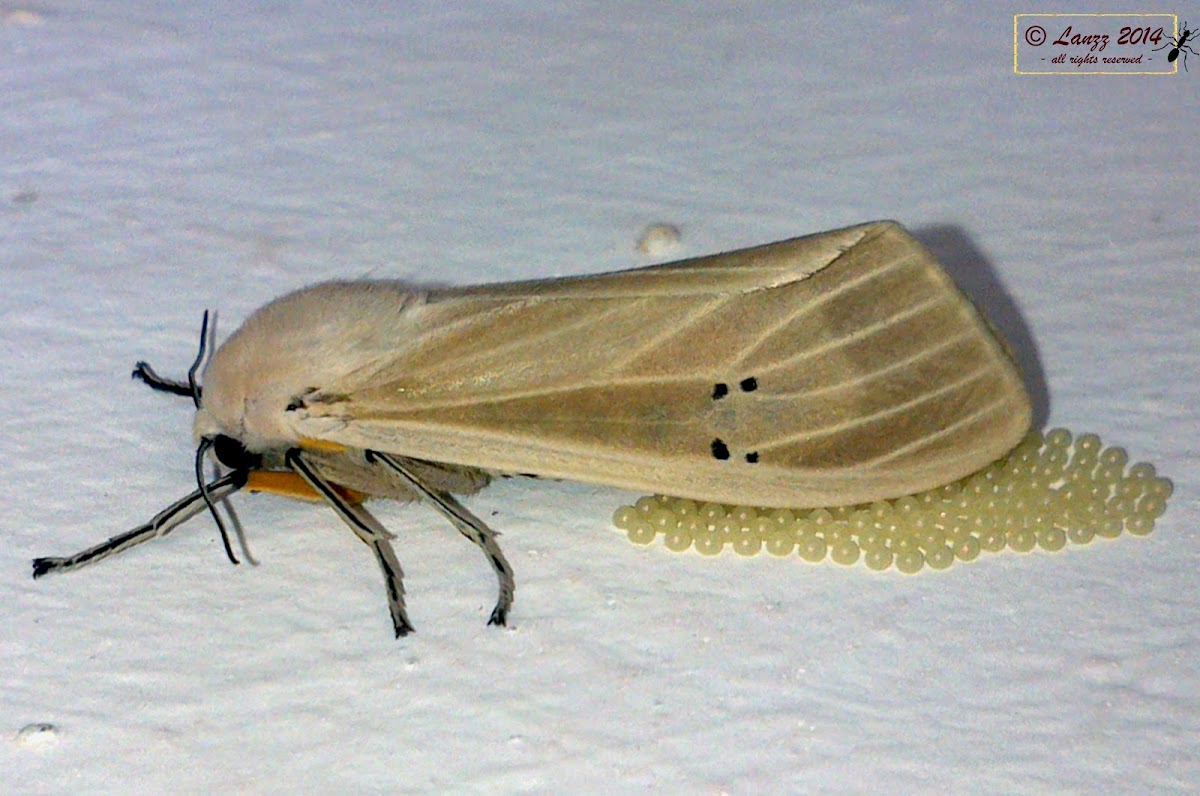 Arctiid Moth (♀)