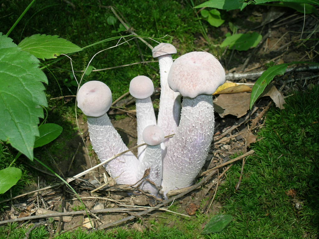 Polk Kames mushrooms