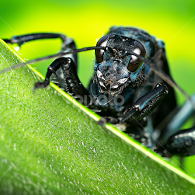 by Eddie Embau - Animals Insects & Spiders
