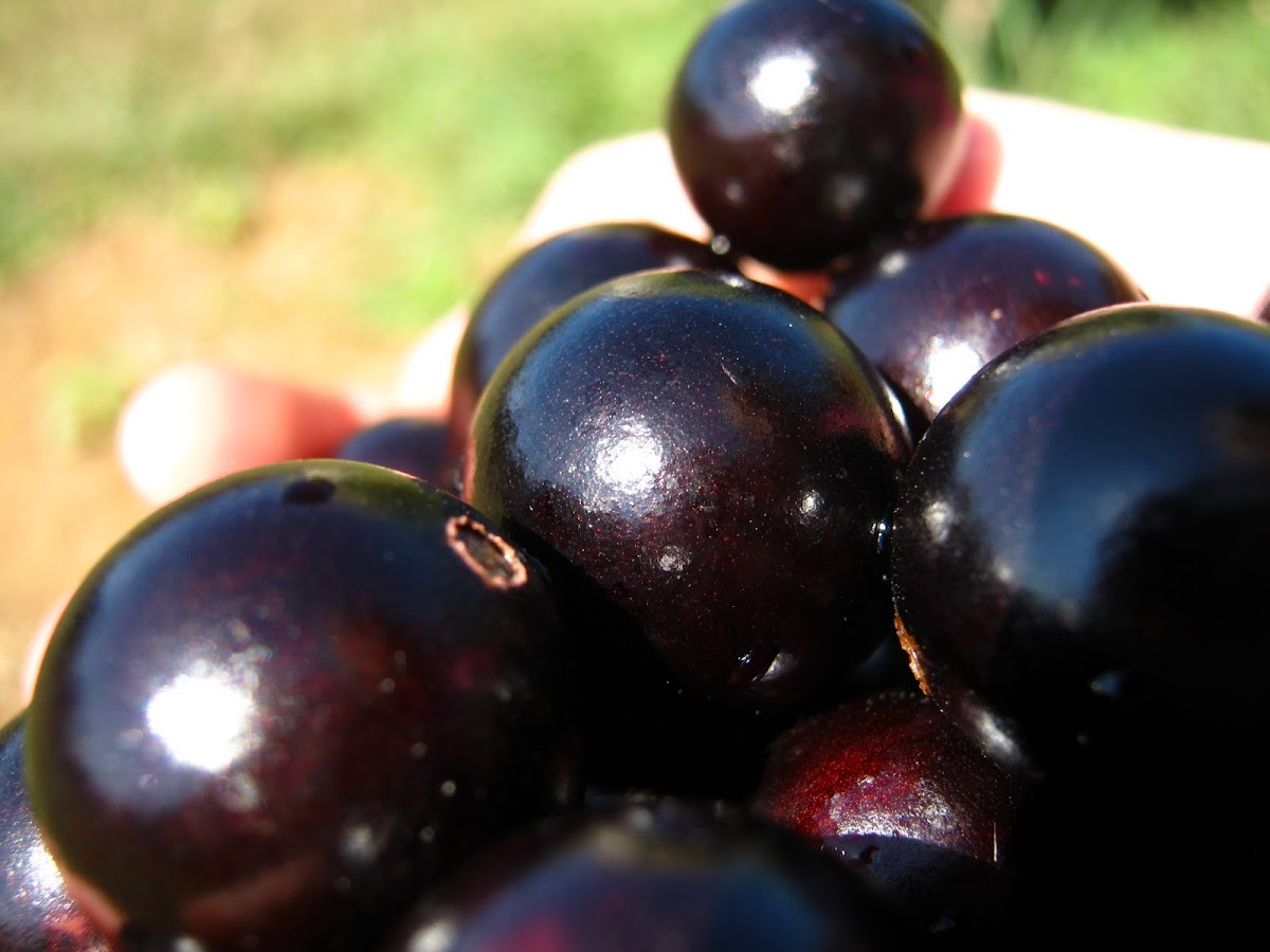 Fruits of Brazilian grape tree; Jaboticaba(Brazil) Project Noah