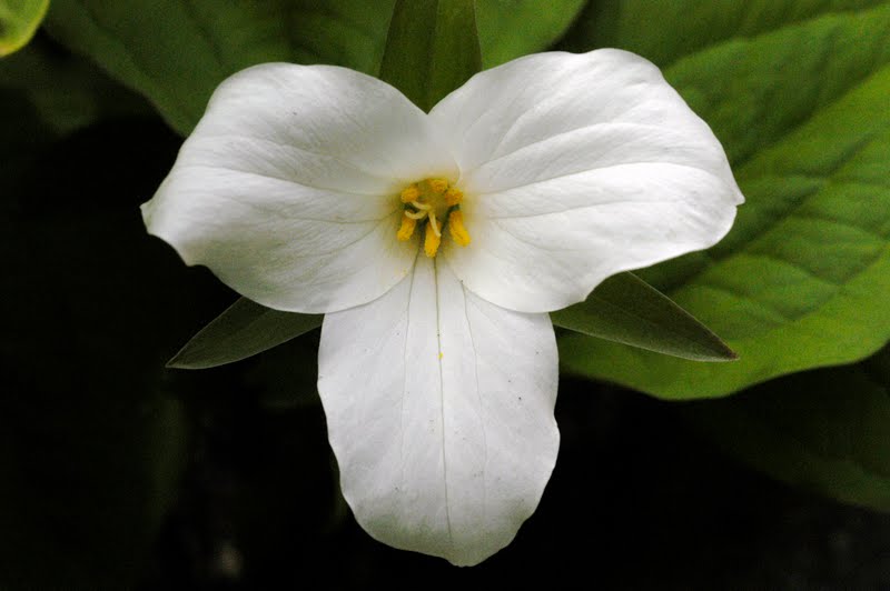 Large-flower Trillium