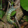 Saturniid moth (larva)