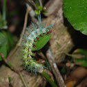 Saturniid moth (larva)