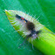 Caterpillar