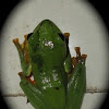rhacophous tree frog