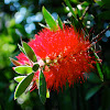 Crimson Bottlebrush