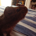 Guinea Pig