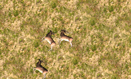 Deer Hunting 2015 poster 23