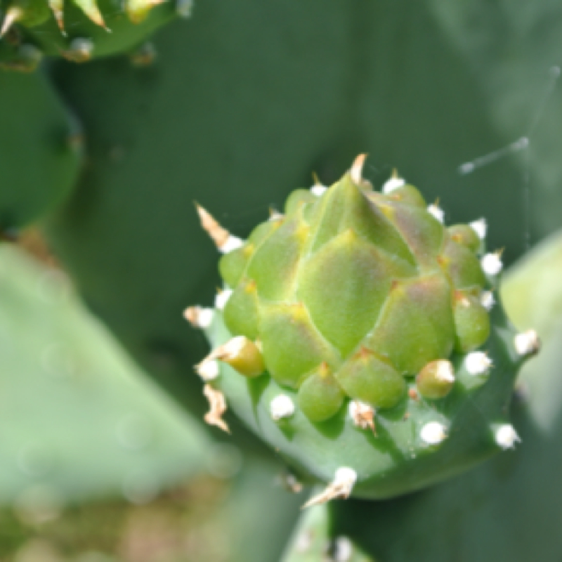 Prickly Pear flower bud