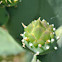 Prickly Pear flower bud