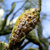 Cochineal beetles
