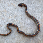 Redstripe Ribbon Snake