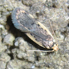 Fringed bark moth