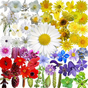 What's That Flower?