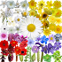 What's that flower?5.7.6