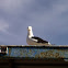 Gaviota dominicana.