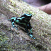 Green and black dart frog