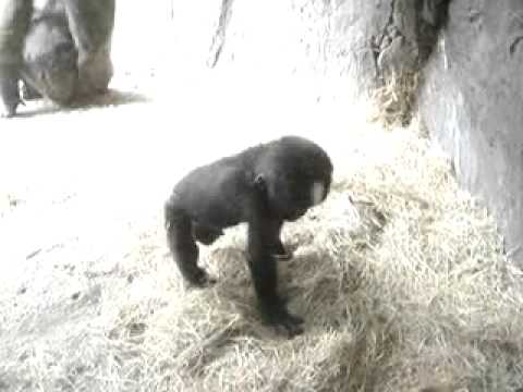 Gorilla (baby)