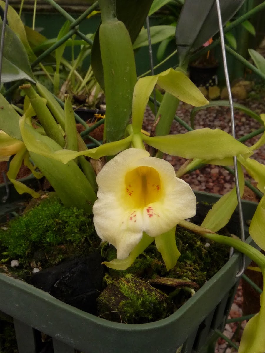 Laelia orchid