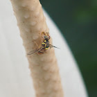 Oriental Fruit fly