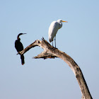 Anhinga and Great Egret
