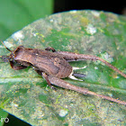 Bush cricket