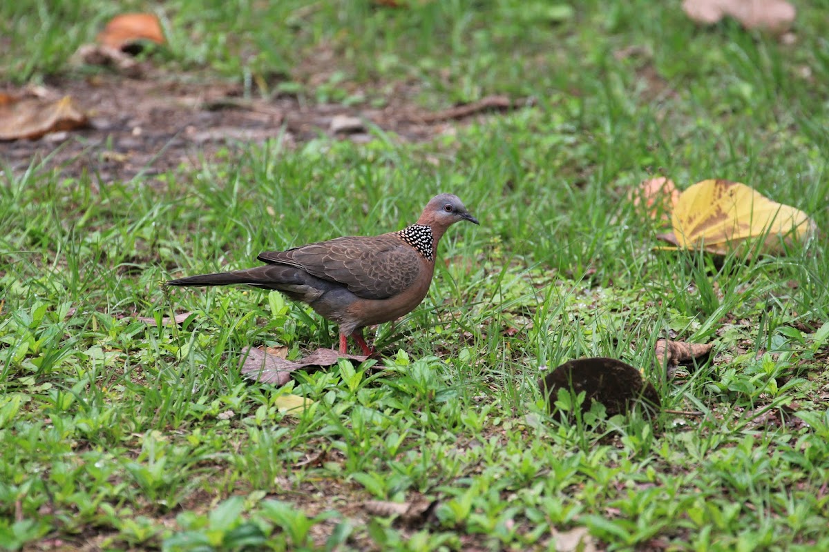 Spotted Dove (珠頸斑鳩)