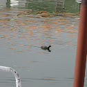 Andean Coot (red fronted morph)