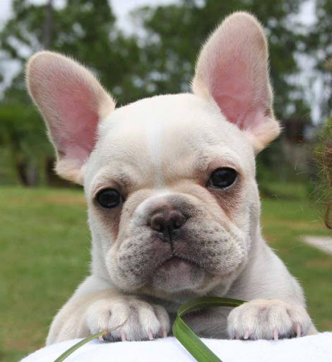 無料个人化AppのCute Puppy Pictures|記事Game