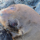 Galapagos fur seal