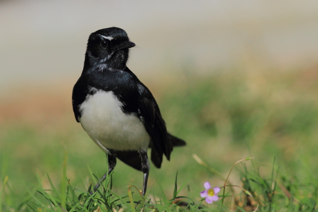 Willy WagTail
