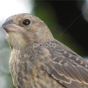 Finch by Jennifer Wheatley-Wolf - Animals Birds