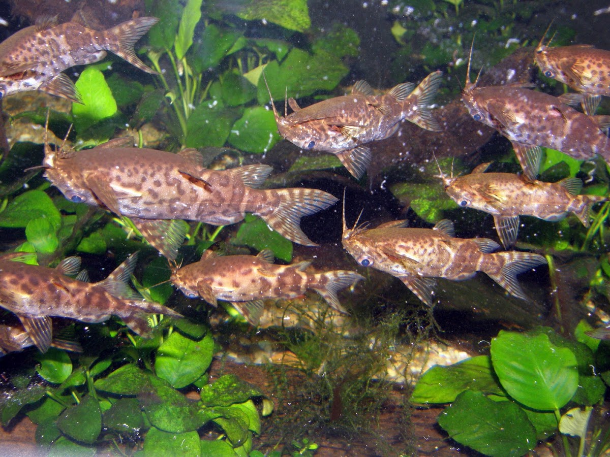 Upside-down Catfish