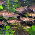 Upside-down Catfish