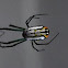 Orchard Orbweaver