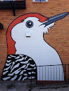 Bmore Birds: Red-bellied Woodpecker