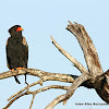 Bateleur