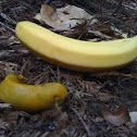 Banana Slug