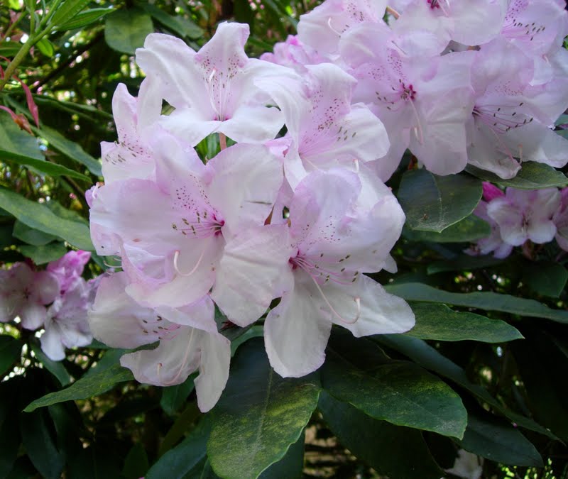 Rododendro, Rhododendron